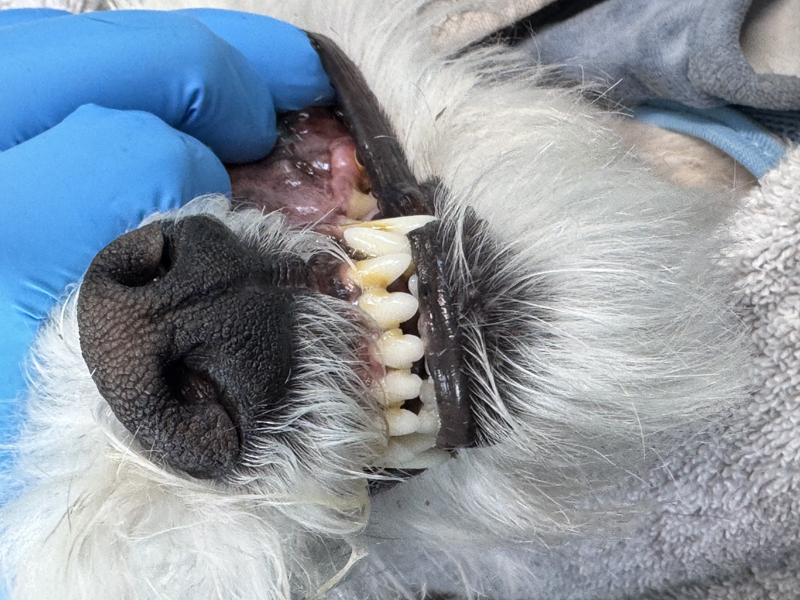 Petoothfairy technician at work