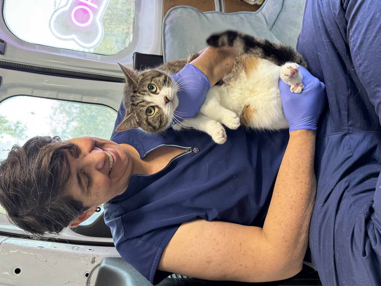 Gentle cleaning with a calm cat